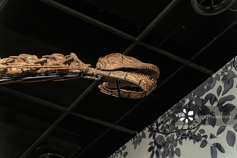 四川成都自然博物馆藏安岳马门溪龙恐龙化石图片素材