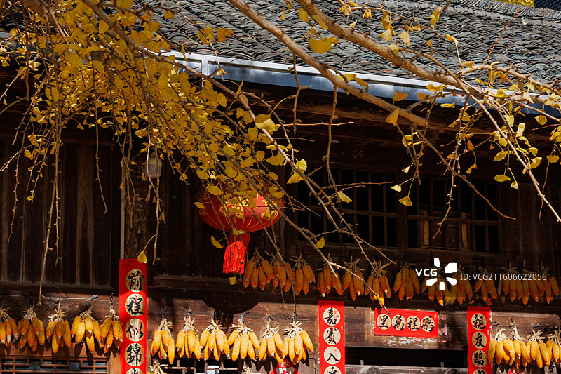桂林市灵川县北岱底村的银杏叶图片素材