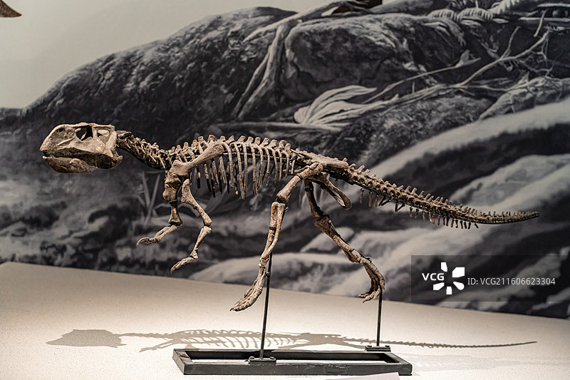 四川成都自然博物馆藏鹦鹉嘴龙恐龙化石图片素材