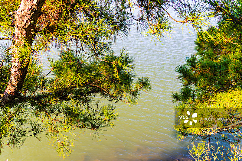 松树、湖水，溧阳天目湖山水园风光图片素材