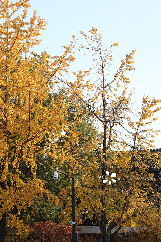 苏州道前街银杏图片素材