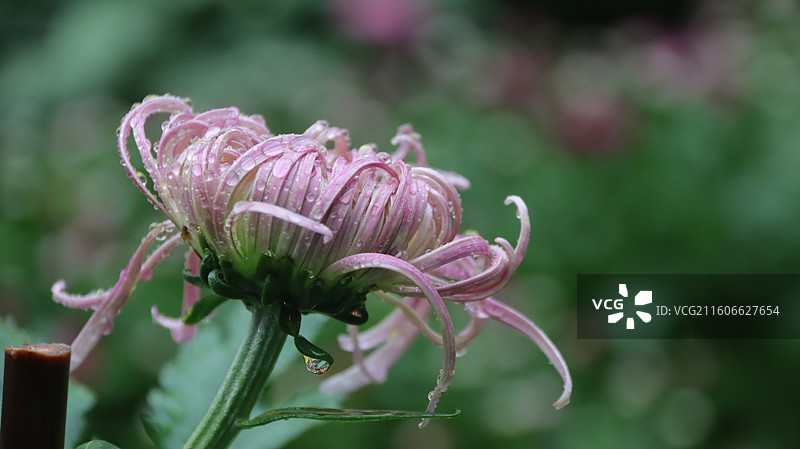 雨中盛放的菊花@清明上河园图片素材