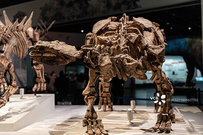 四川成都自然博物馆藏中国缙云甲龙恐龙化石图片素材