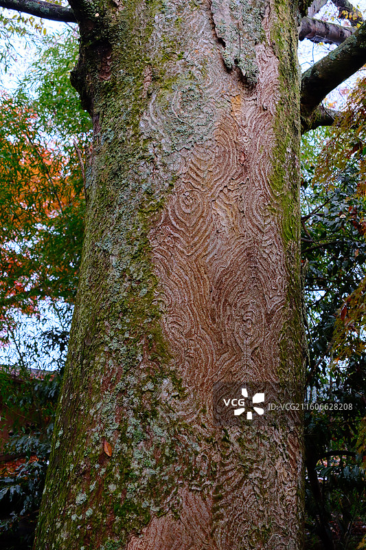 三千院 日本京都 秋天红叶图片素材