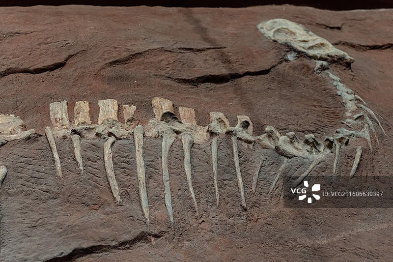 四川成都自然博物馆藏上游永川龙恐龙化石图片素材