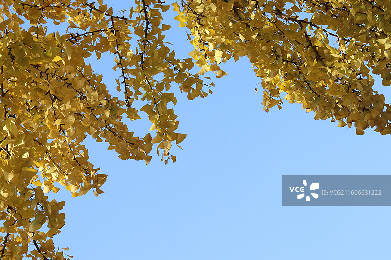 苏州道前街银杏图片素材