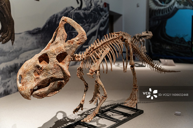 四川成都自然博物馆藏安氏原角龙恐龙化石图片素材