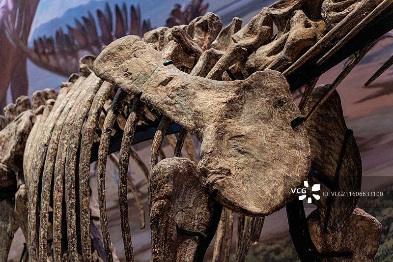 四川成都自然博物馆藏天府峨眉龙恐龙化石图片素材