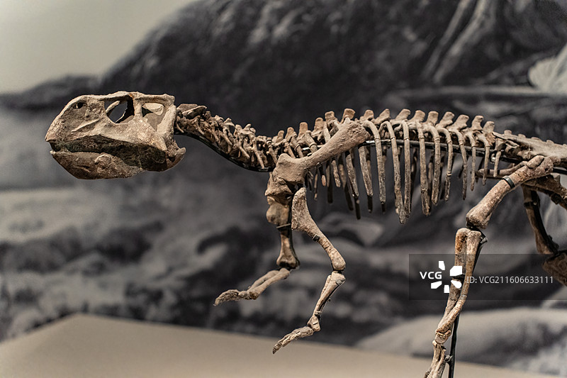 四川成都自然博物馆藏鹦鹉嘴龙恐龙化石图片素材