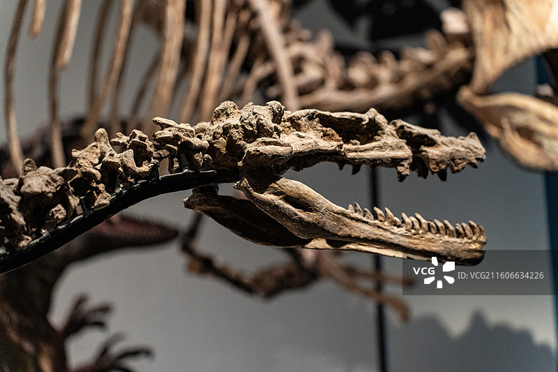 四川成都自然博物馆藏白魔雄关龙恐龙化石图片素材