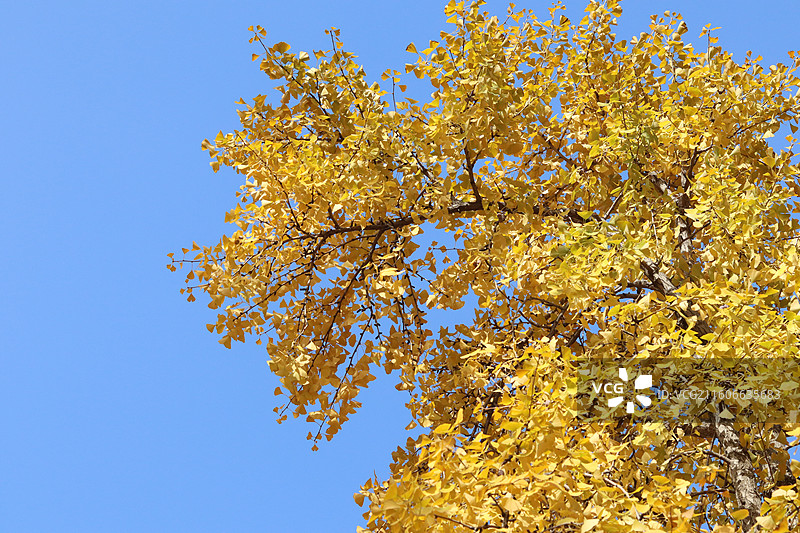 苏州道前街银杏图片素材