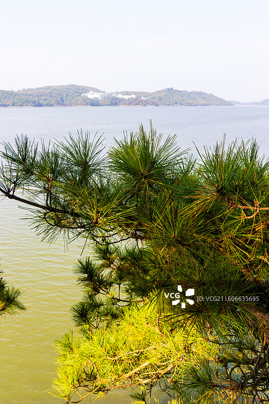 松树、湖水、青山，溧阳天目湖山水园风光图片素材