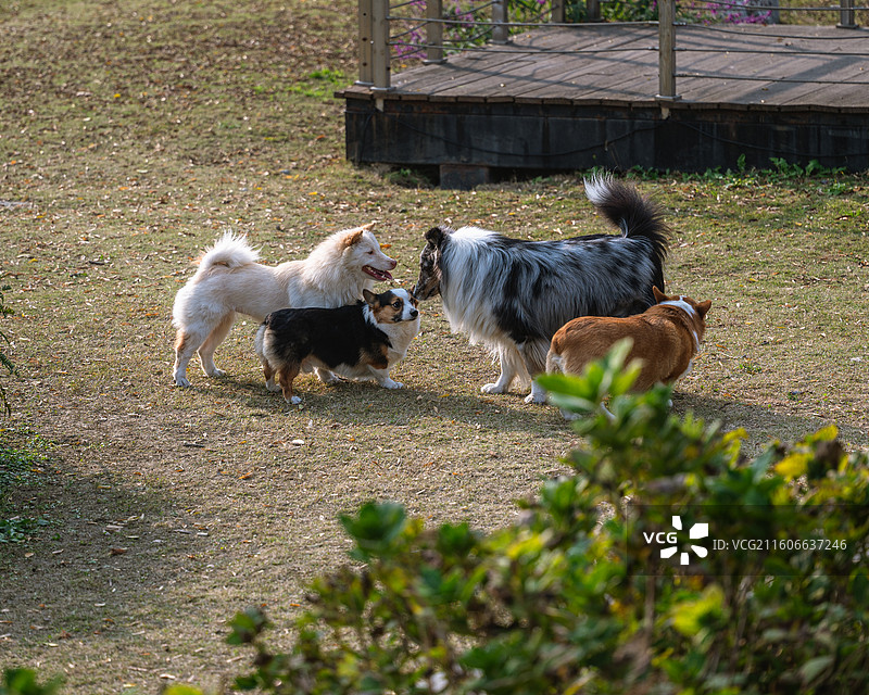 汪汪开会图片素材