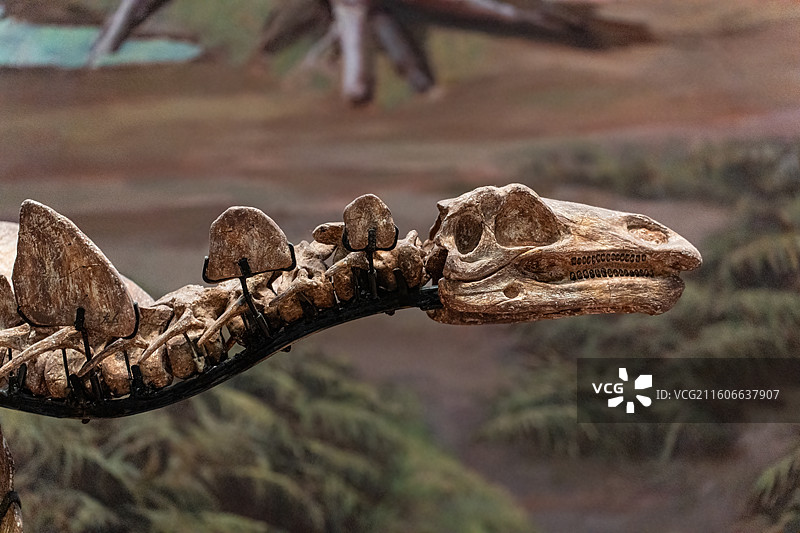 四川成都自然博物馆藏太白华阳龙恐龙化石图片素材