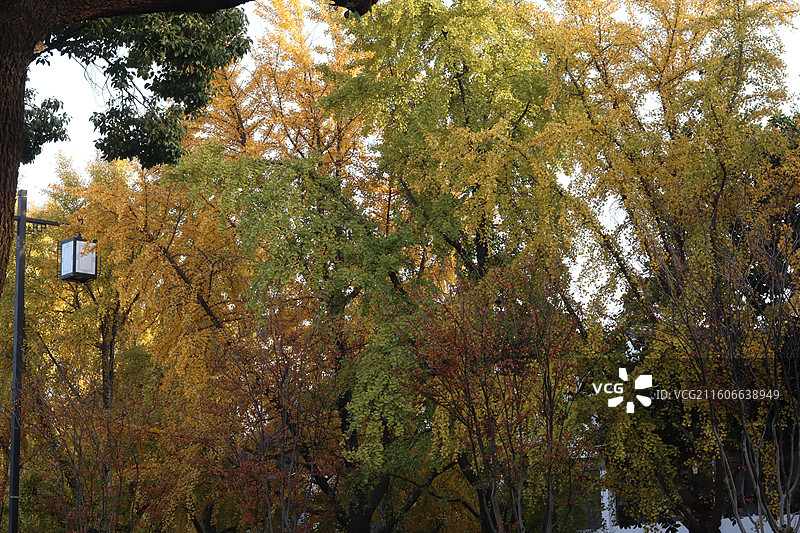 苏州道前街银杏图片素材