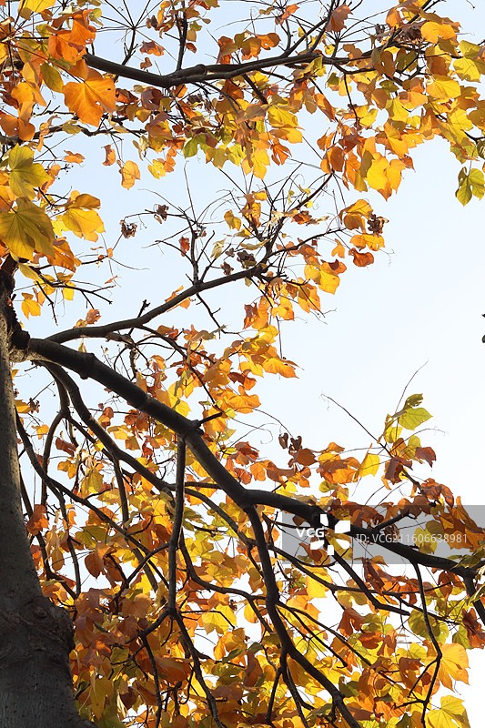 苏州道前街银杏图片素材