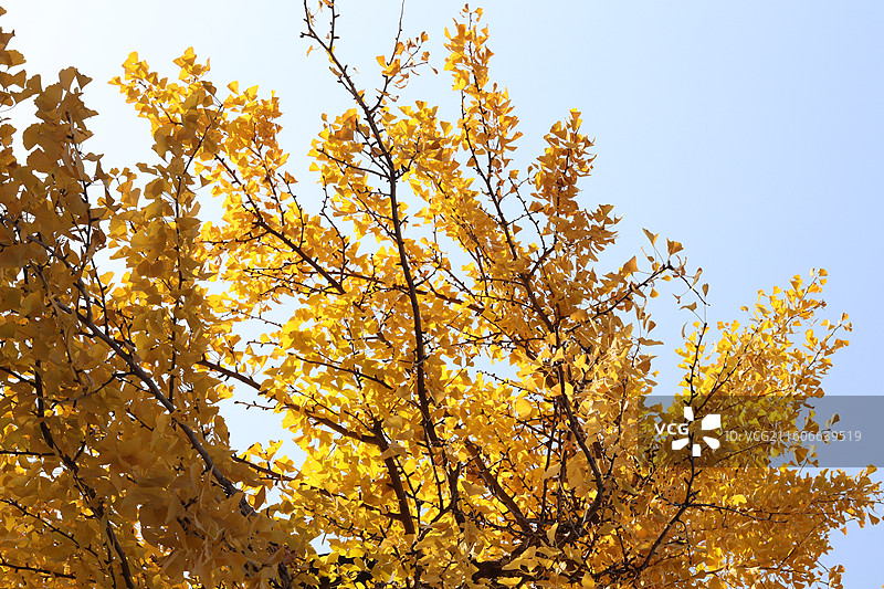 苏州道前街银杏图片素材