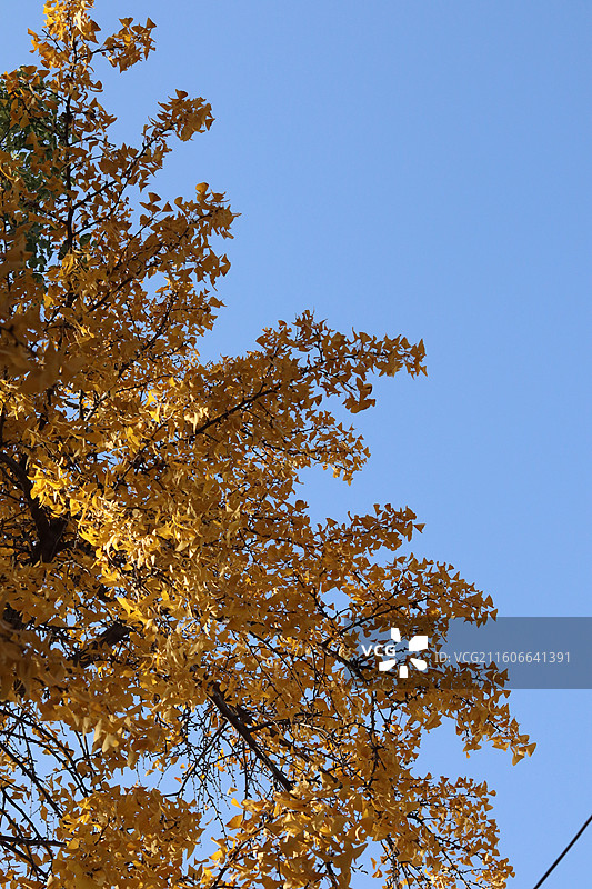 苏州道前街银杏图片素材