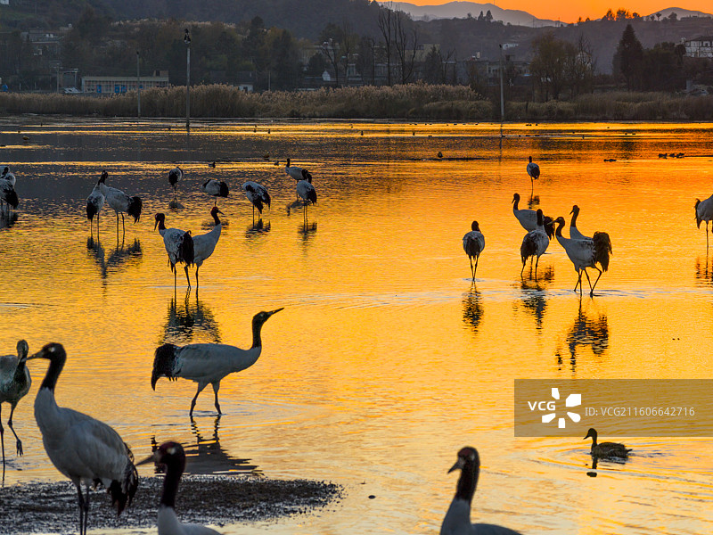 贵州毕节威宁草海国家级自然保护区黑颈鹤候鸟图片素材