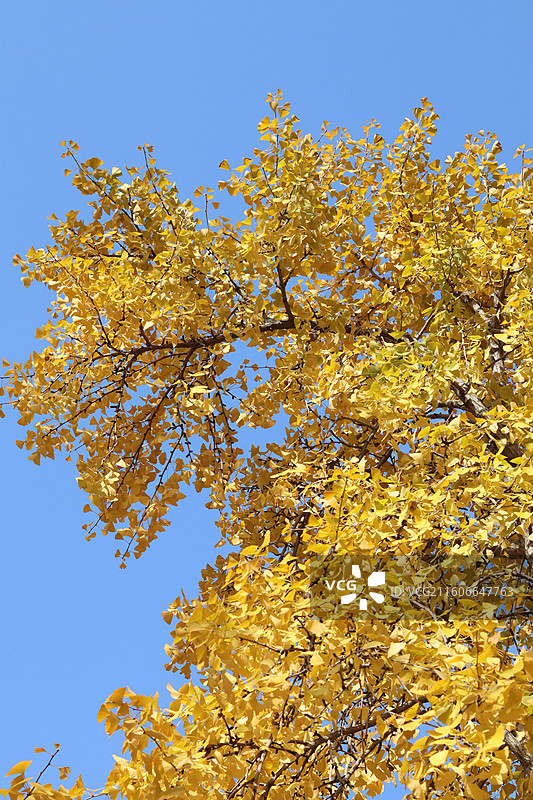 苏州道前街银杏图片素材