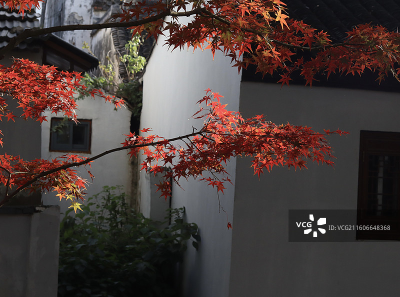 苏州道前街银杏图片素材