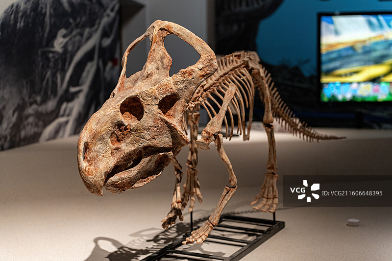 四川成都自然博物馆藏安氏原角龙恐龙化石图片素材