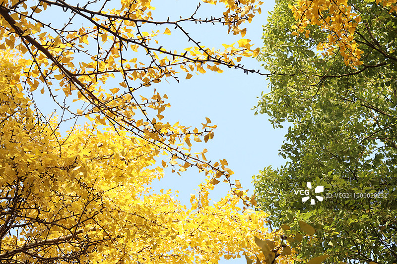 苏州道前街银杏图片素材