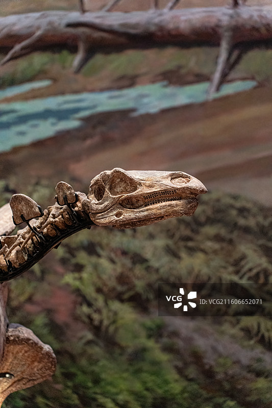 四川成都自然博物馆藏太白华阳龙恐龙化石图片素材