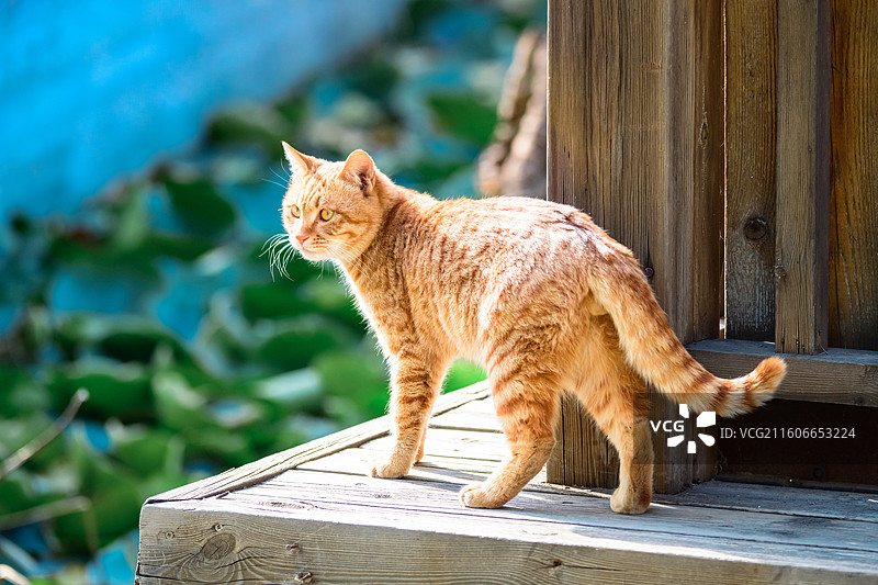 橘猫的午后“领地巡逻”图片素材