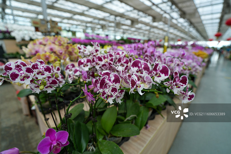 蝴蝶兰兰花图片素材