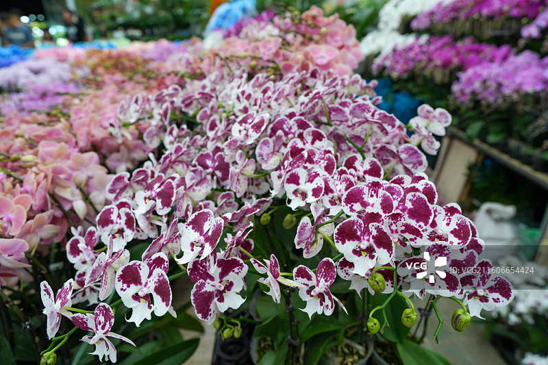 蝴蝶兰兰花图片素材