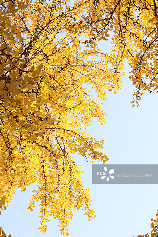 苏州道前街银杏图片素材