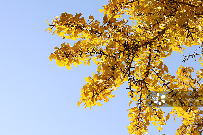 苏州道前街银杏图片素材