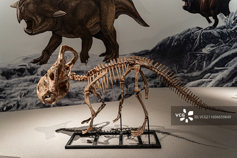 四川成都自然博物馆藏安氏原角龙恐龙化石图片素材