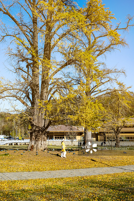 湖北随州千年银杏谷秋景 秋天山林 银杏景观 美丽公园 风景图片素材