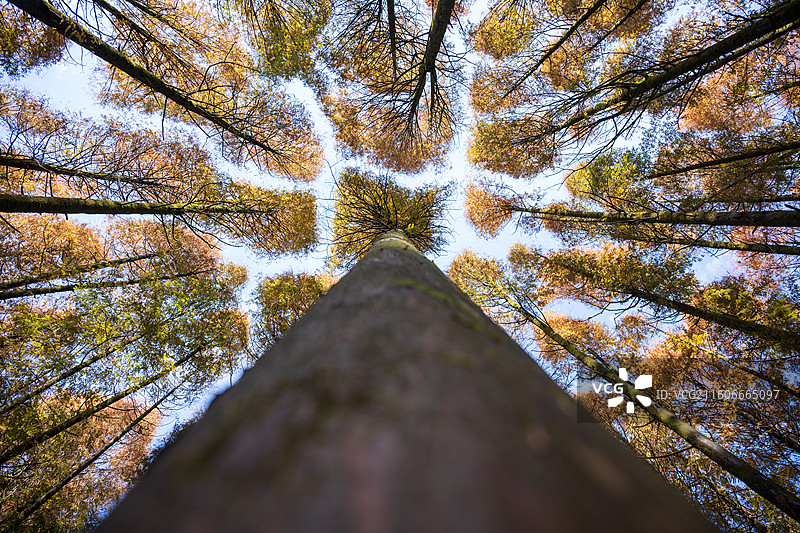 秋天杉树林景色航拍图片素材