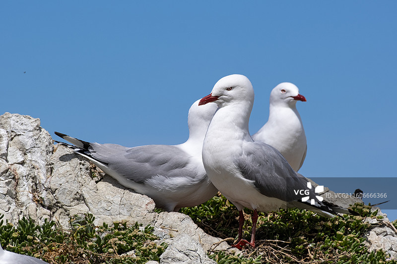 凯库拉图片素材