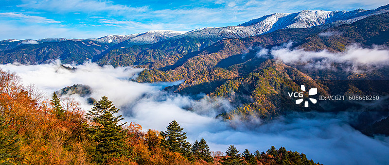深秋的黄柏塬，齐聚云海、雪山和森林图片素材