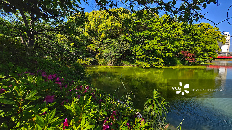 日本大阪四天王寺公园紧邻四天王寺，园内花木繁茂，有池塘点缀，与古寺建筑相映成趣，充满宁静禅意。图片素材