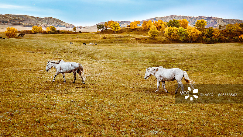 秋野白马 ——内蒙古赤峰市乌兰布统坝上草原图片素材