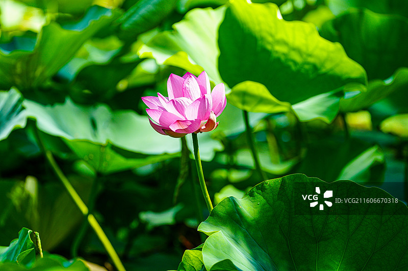 荷叶与荷花图片素材