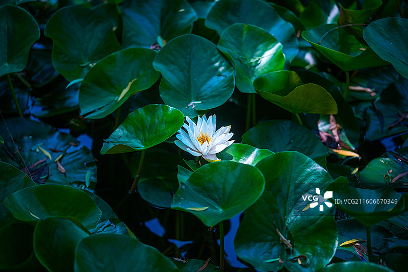 白色的荷花与绿色的荷叶图片素材