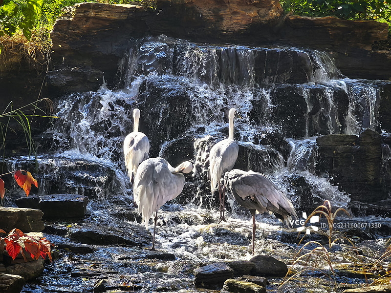 沙丘鹤图片素材