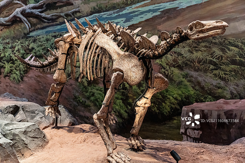 四川成都自然博物馆藏太白华阳龙恐龙化石图片素材