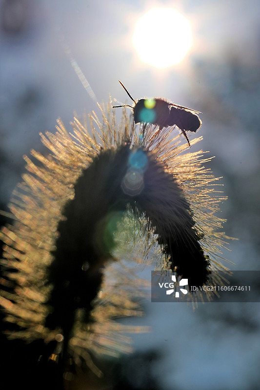 阳光下的小蜜蜂和食蚜蝇。油菜花小黄花狗尾巴草风景背景图壁纸图片素材
