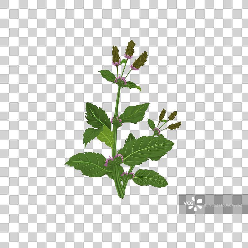 中草药插画之夏枯草图片素材