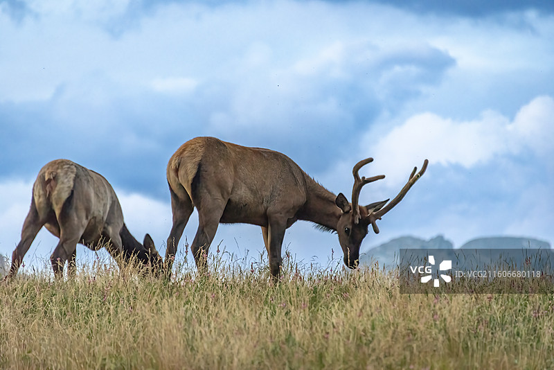 加拿大落基山脉Canmore镇Quarry湖畔，麋鹿悠然觅食于草地，自然宁静和谐。图片素材