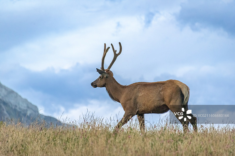 加拿大落基山脉Canmore镇Quarry湖畔，马鹿悠然踱步于草地，尽显自然野趣。图片素材