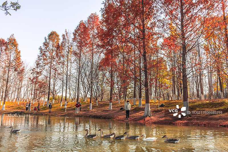 西安浐灞国家湿地公园 水杉秘境图片素材