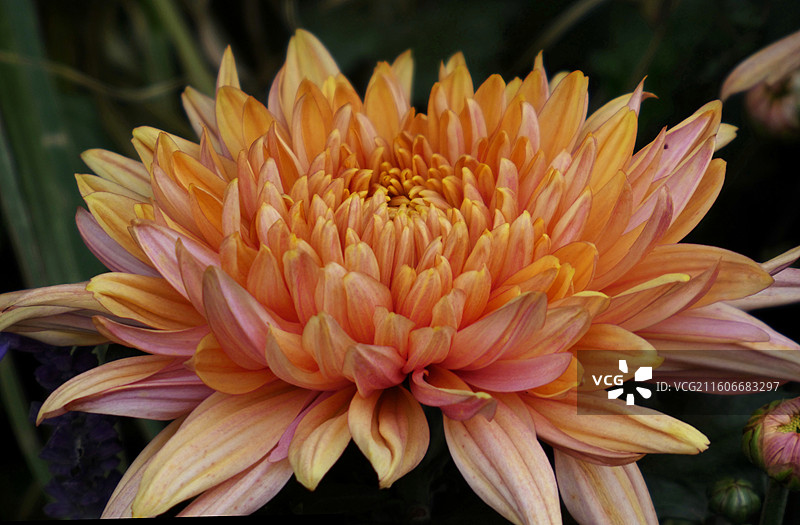 菊花隽雅凝霜，叠瓣如绣；月季艳而不骄，芳姿绰约。二者或清雅或秾丽，瓣瓣含香，相映成趣，尽显自然雕琢的图片素材